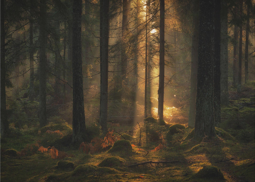 Das Licht im Wald | Fototapeten