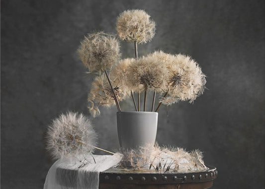 Gousse de graines de pissenlit | Papier Peint Photo