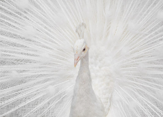 Splendido Bianco | Carta da Parati Fotografica