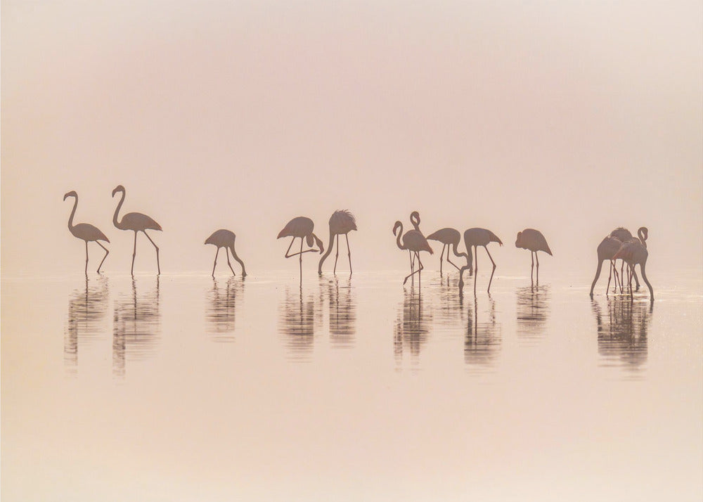 Fenicotteri nella nebbia | Carta da Parati Fotografica