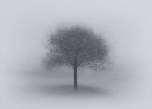 Boom in de mist | Canvasprints