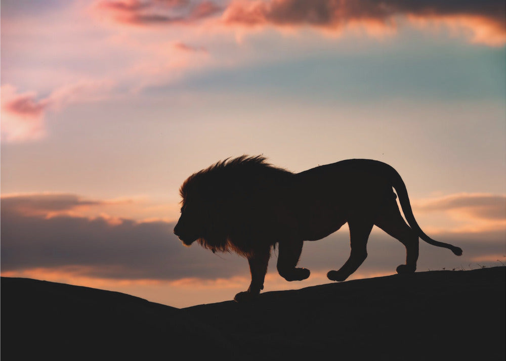 Coucher de soleil dans le Serengeti | Papier Peint Photo