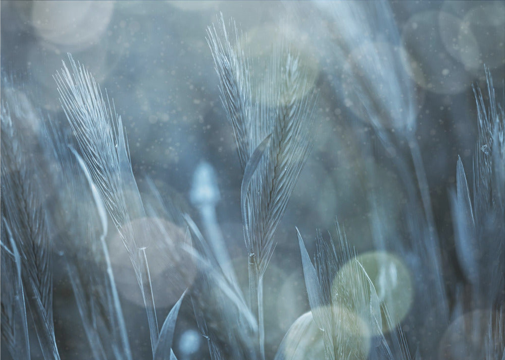 Nature fantastique | Papier Peint Photo