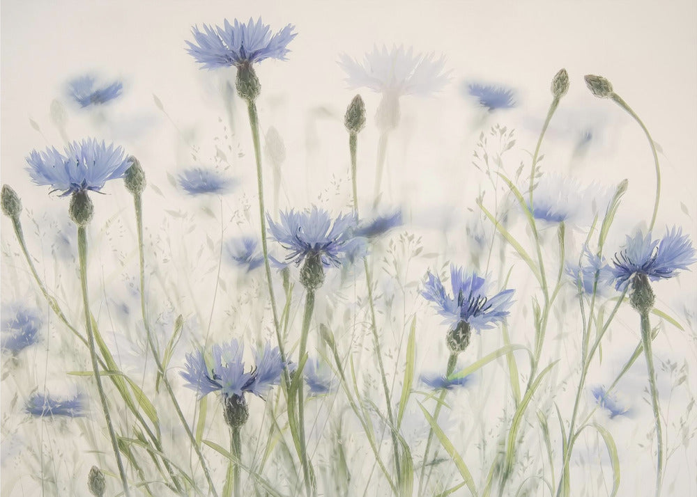 Kornblumen | Fototapeten