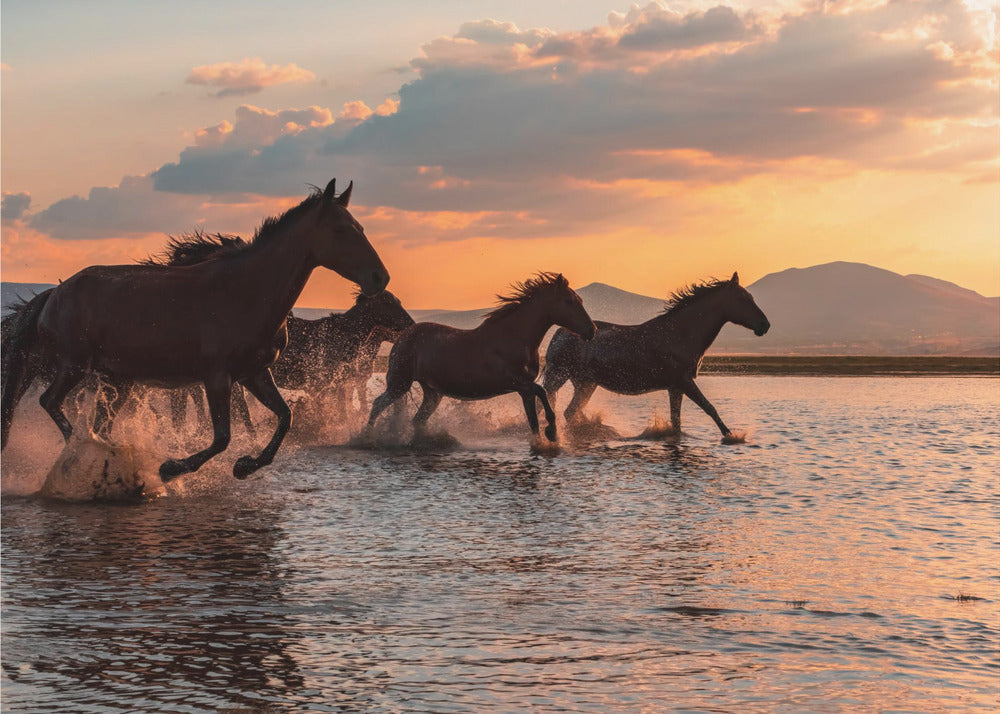 CHEVAUX D'EAU | Papier Peint Photo