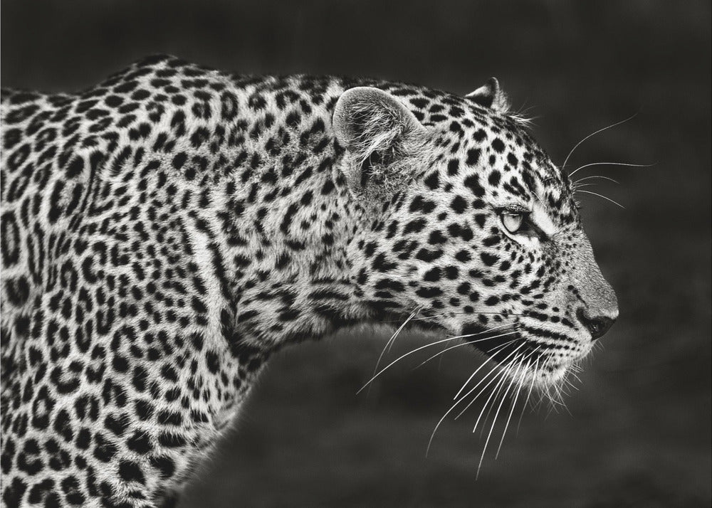 Leopard närbild | Canvas