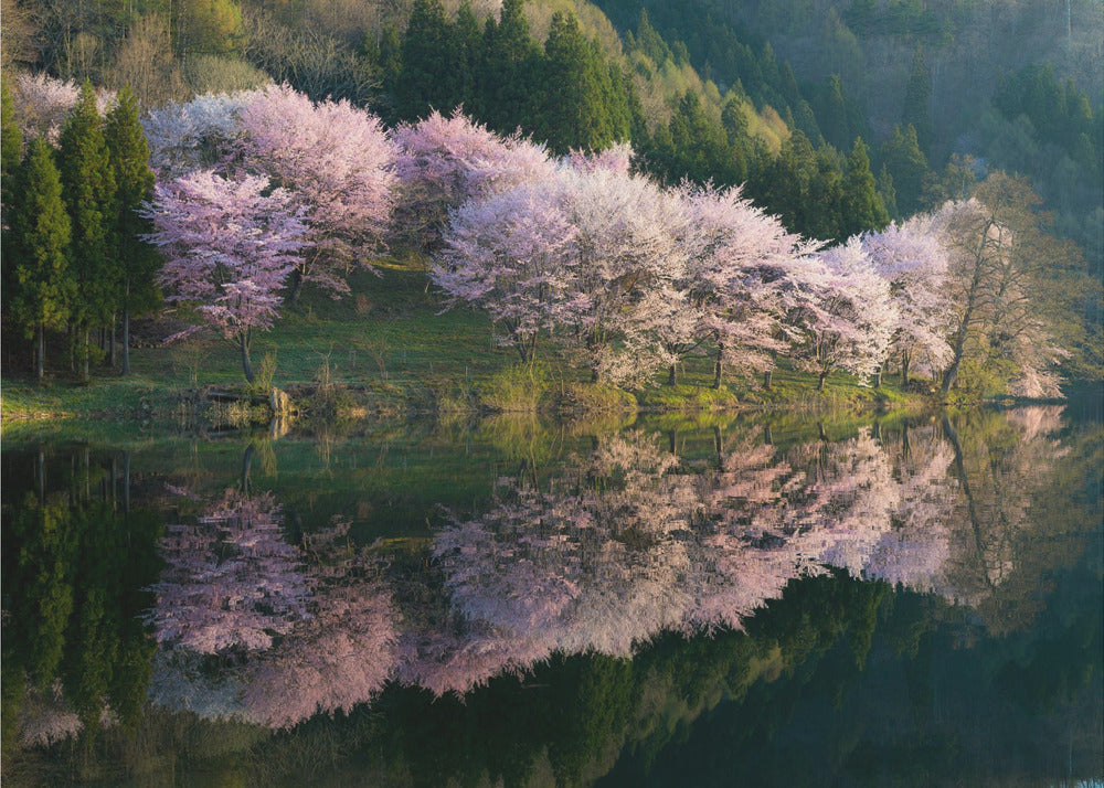 Sakura | Fototapet
