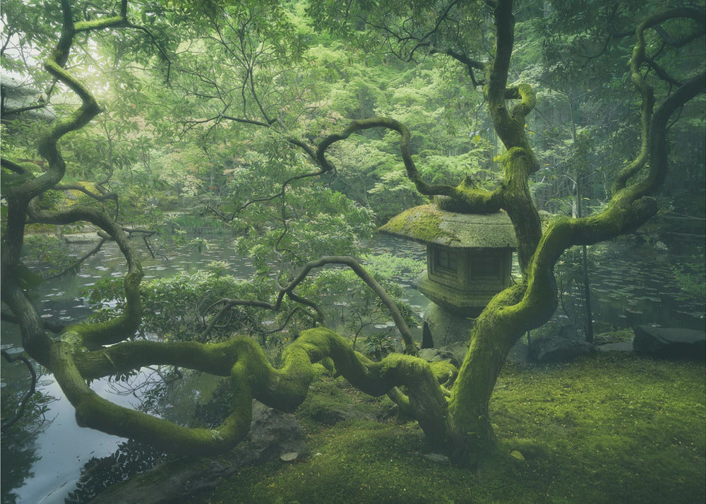 Japanskt träd | Fototapet