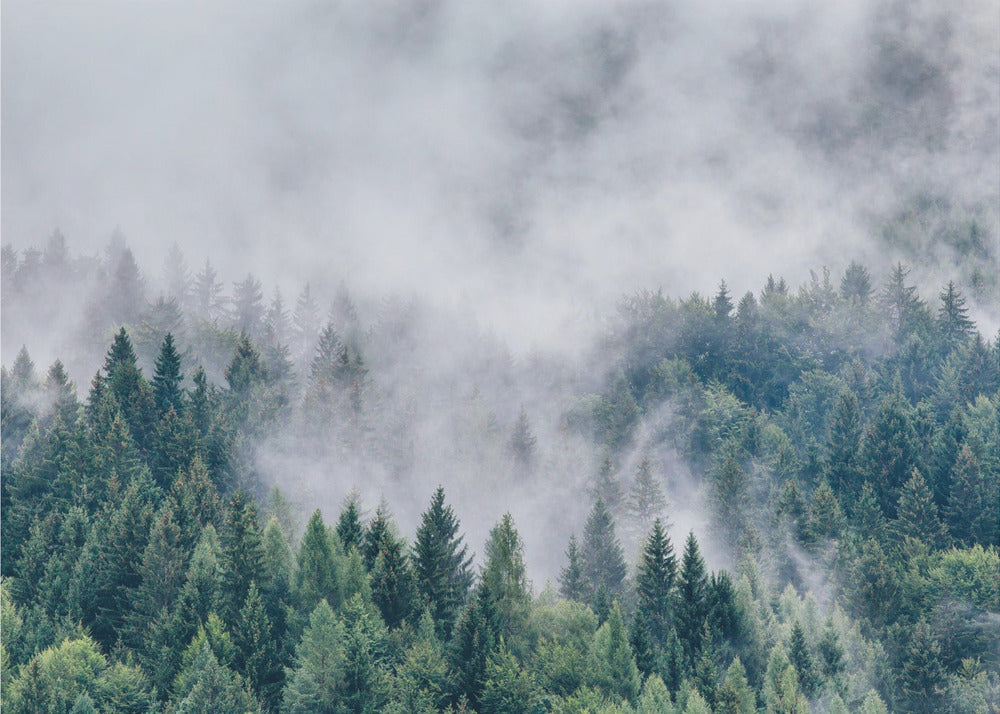 Petrichor | Leinwand-Bilder