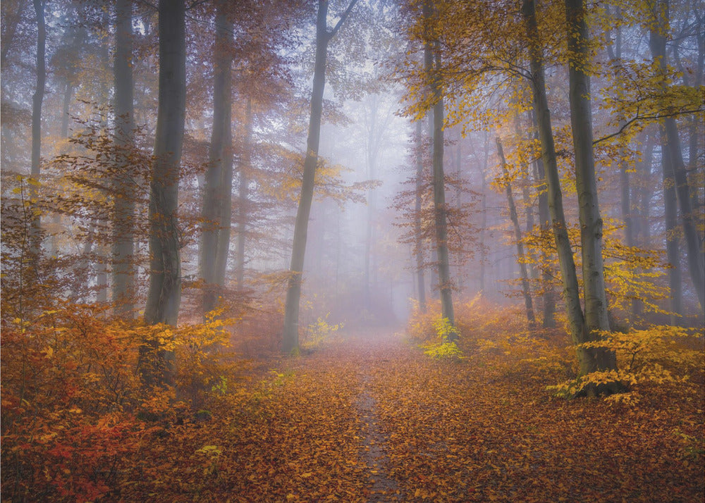 Oktoberrute | Fototapeter