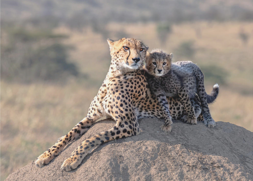 Gepard och kopp! Fototapet