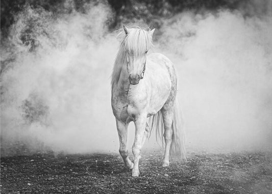 Islandpony | Leinwand-Bilder