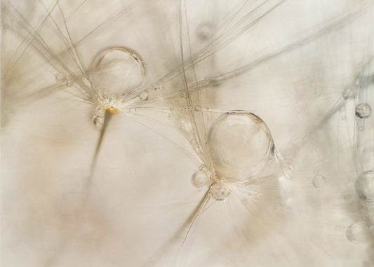 Aquarelles | Papier Peint Photo