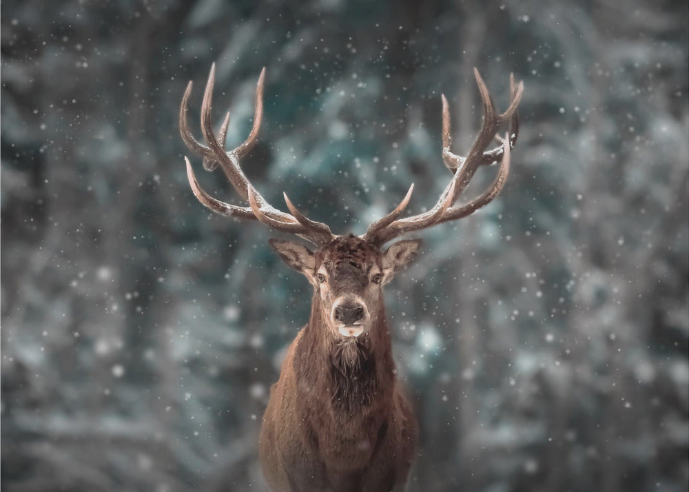 Roi des cerfs | Papier Peint Photo