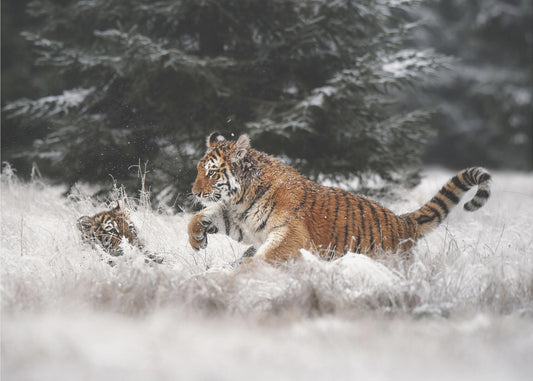 Joie sur la neige | Papier Peint Photo