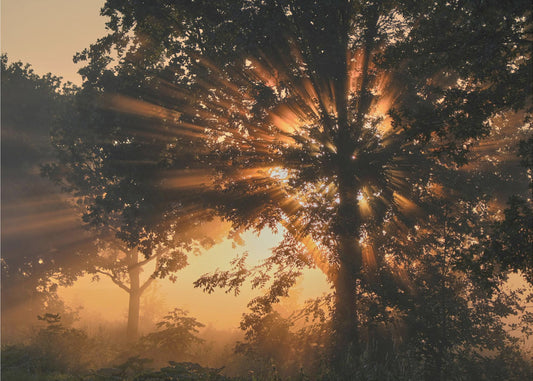 Arbre en feu | Papier Peint Photo