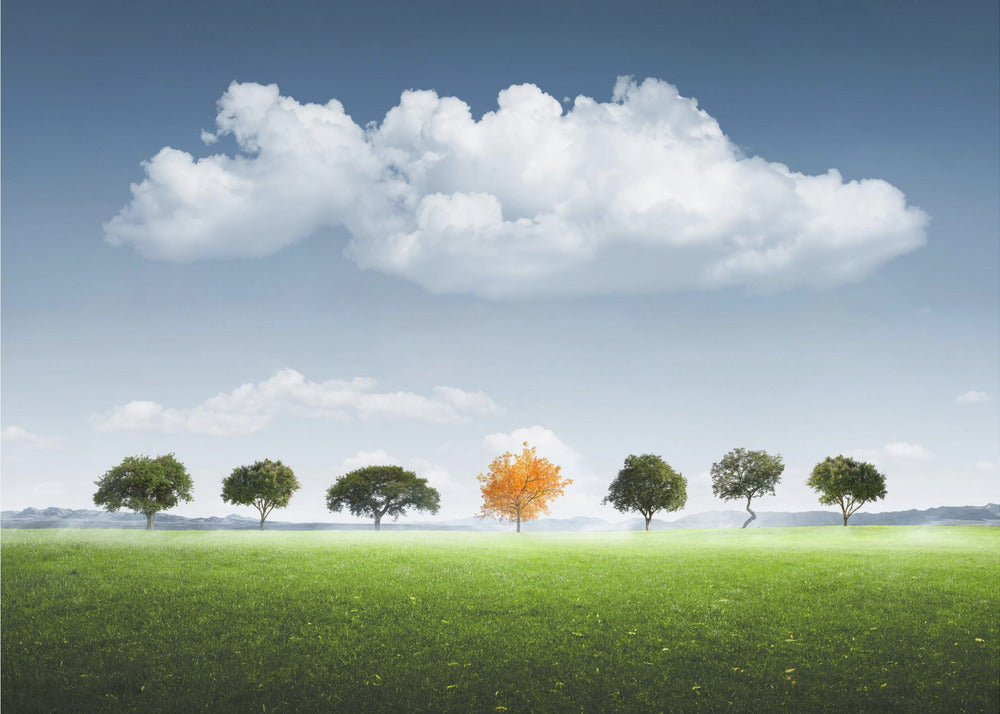 Sieben Baum | Fototapeten