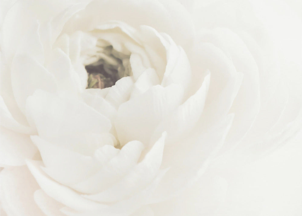 Weiße Blume 02 | Poster - Kunstdruck