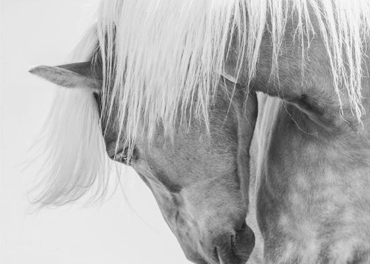 Portrait de Halflinger | Papier Peint Photo