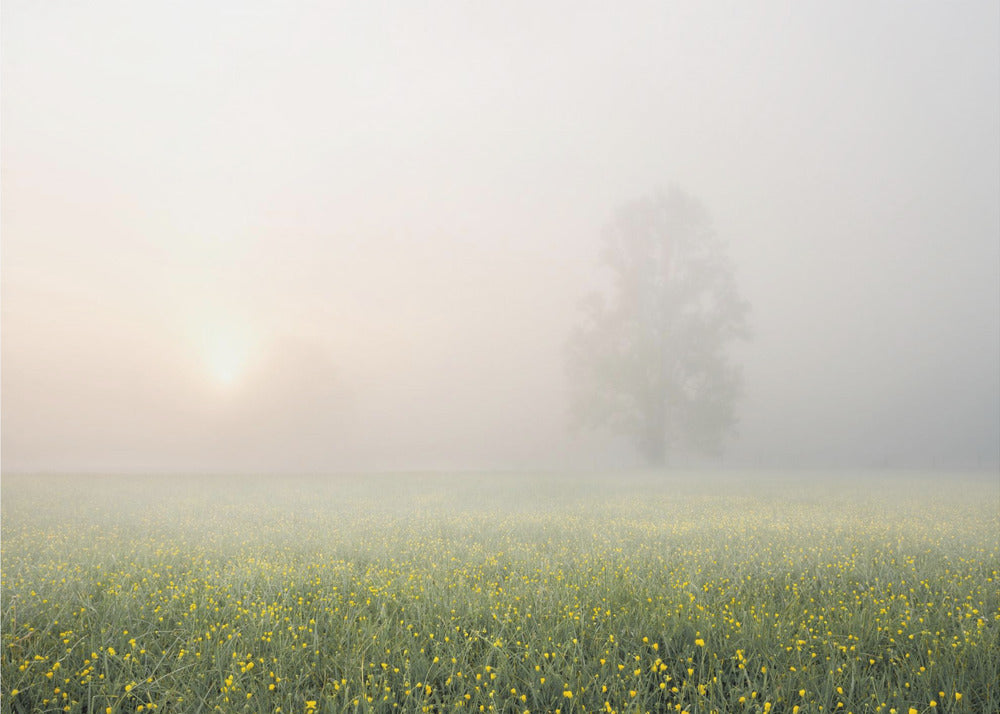 Frühlingsdeko | Fototapeten