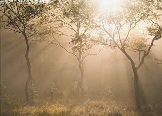 Trois arbres | Papier Peint Photo