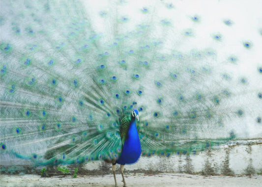 Paon | Papier Peint Photo