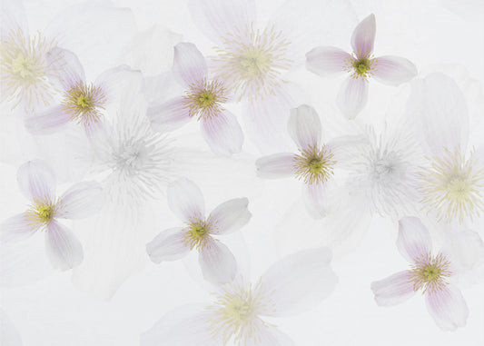 Klematis Kunst | Fototapeter