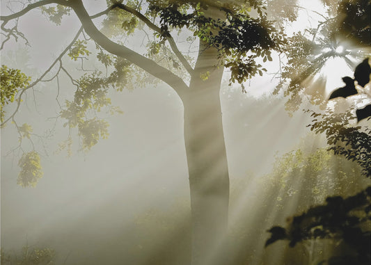 Brouillard à Møns Klint | Papier Peint Photo