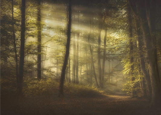 Matin d'automne | Papier Peint Photo