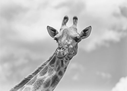 La giraffa - Fauna selvatica V | Carta da Parati Fotografica