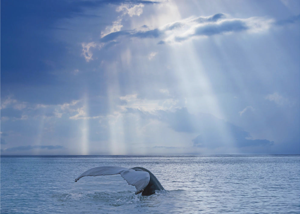 Baleine et rayons de soleil | Papier Peint Photo