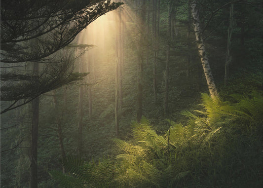 Pleins feux. | Papier Peint Photo