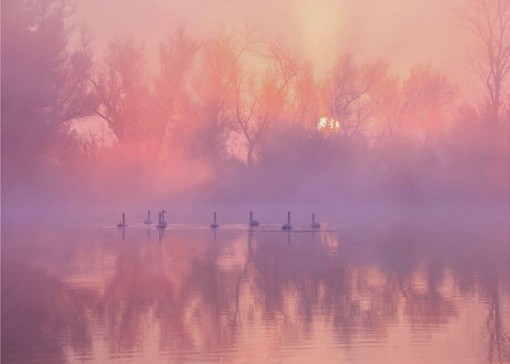 Sonnenaufgang am Schwanensee | Fototapeten