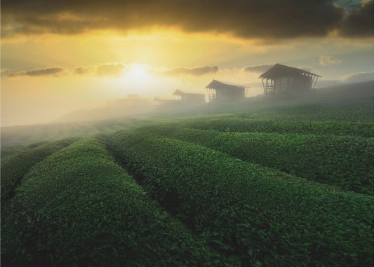 lever de soleil brumeux dans un jardin de thé | Papier Peint Photo