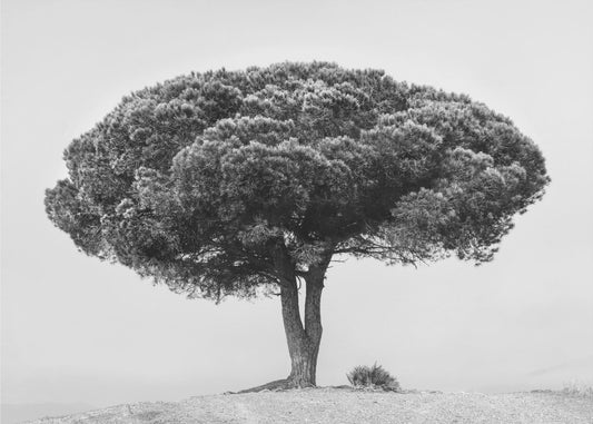 ARBRE | Papier Peint Photo