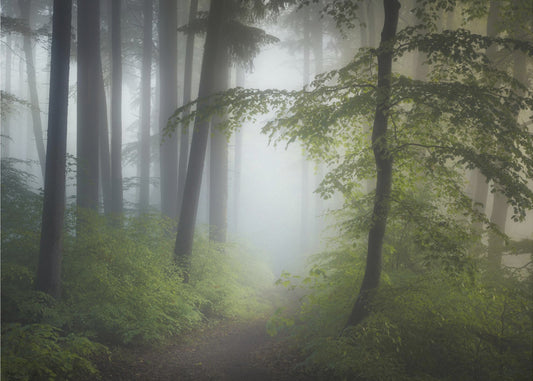 Brouillard matinal | Papier Peint Photo