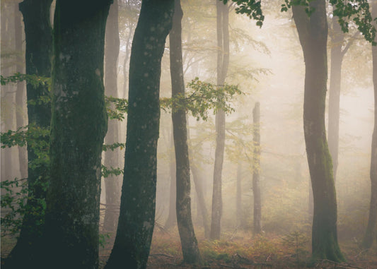 automne | Papier Peint Photo