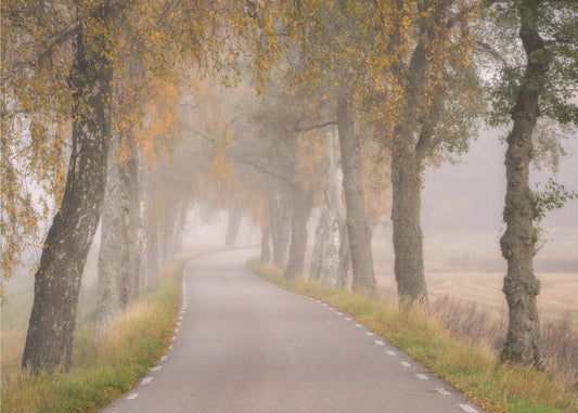Feuilles qui tombent | Papier Peint Photo