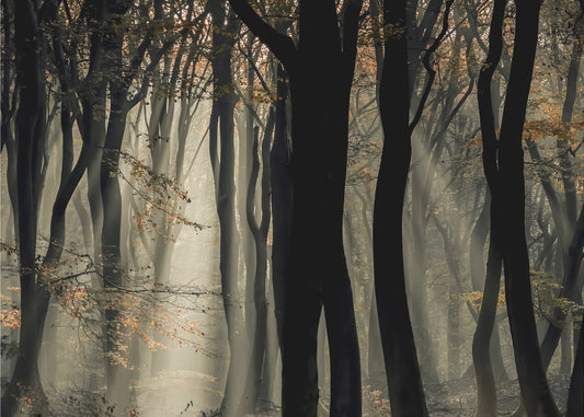 Speulderbos | Papier Peint Photo