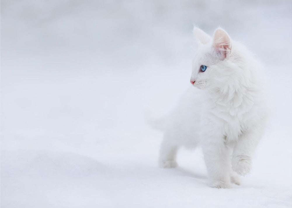 Blanco como la nieve | Papel Pintado Fotográfico