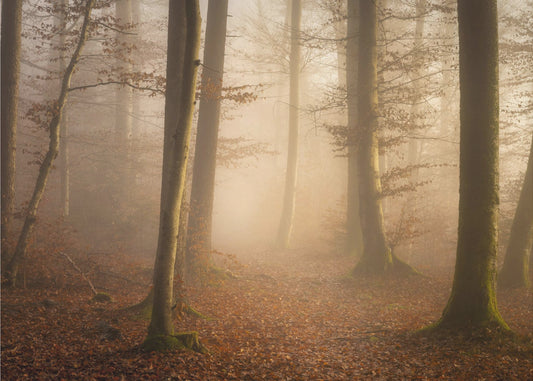 Forêt de novembre | Papier Peint Photo
