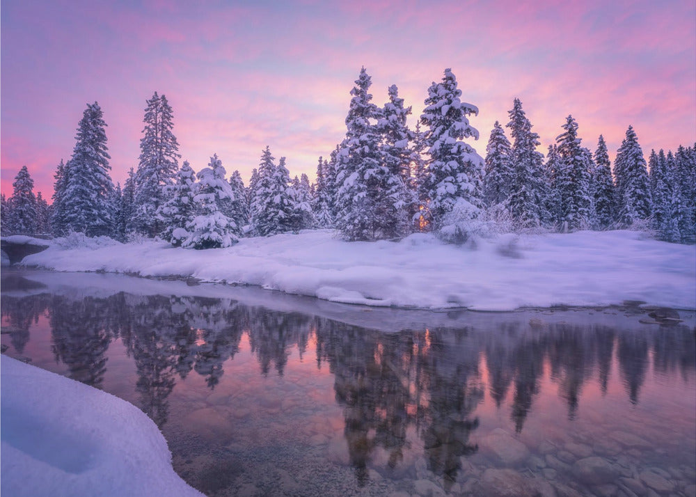 Matinée en forêt | Papier Peint Photo
