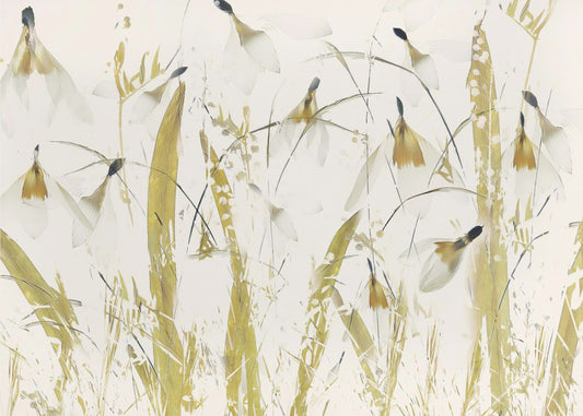 Perce-neige | Papier Peint Photo
