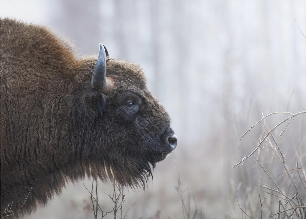 Bison's profile | Canvas