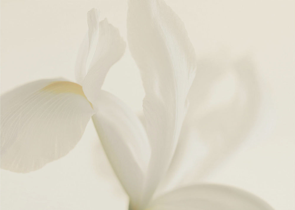Hvid Iris Blomst Nærbillede | Fototapeter