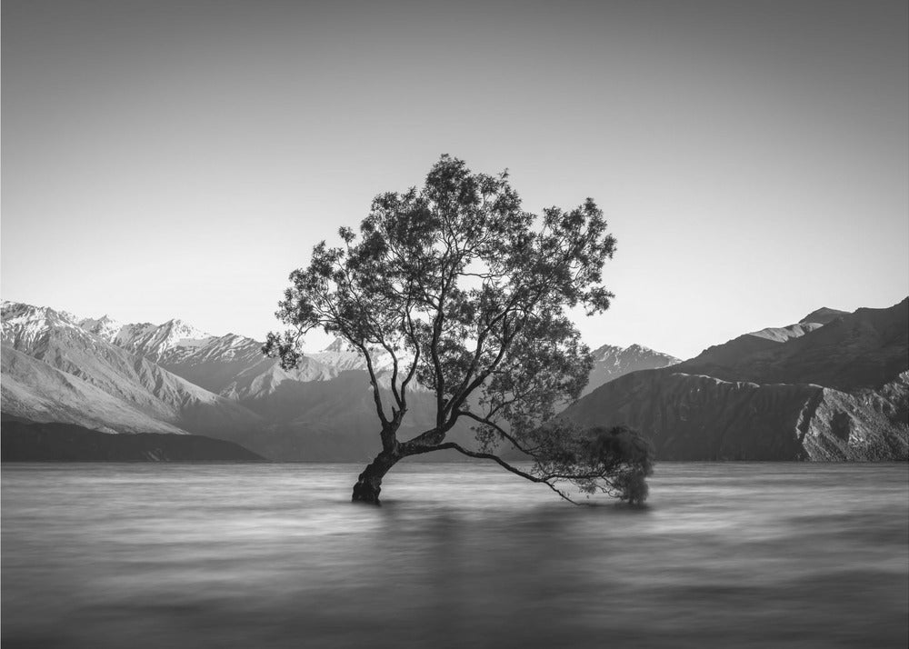 wanakaträd Fototapet