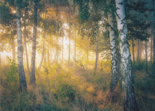 L'oro nella foresta | Carta da Parati Fotografica