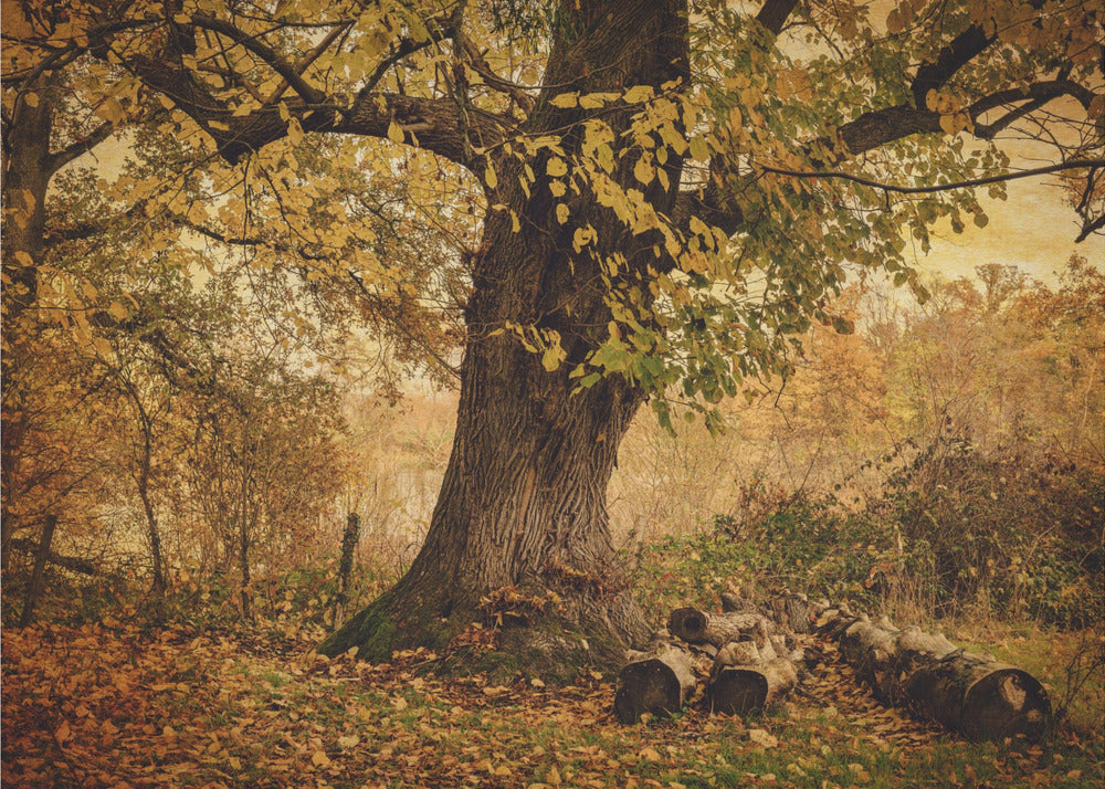 Árbol viejo | Impresiones en Lienzo