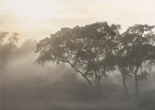 SAVANNAH-SONNENAUFGANG | Fototapeten