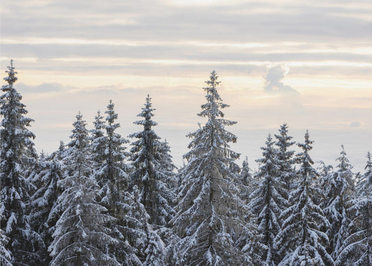 Alberi innevati 8 | Carta da Parati Fotografica